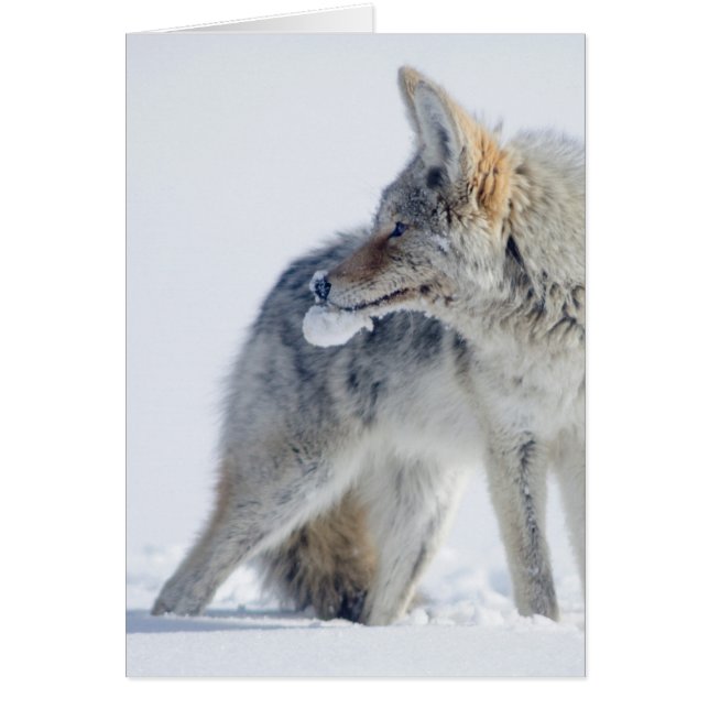 Snö-täckt prärievarg på den Yellowstone Hälsningskort (Framsidan)