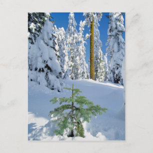 Snö täckt skog i Oregon Vykort