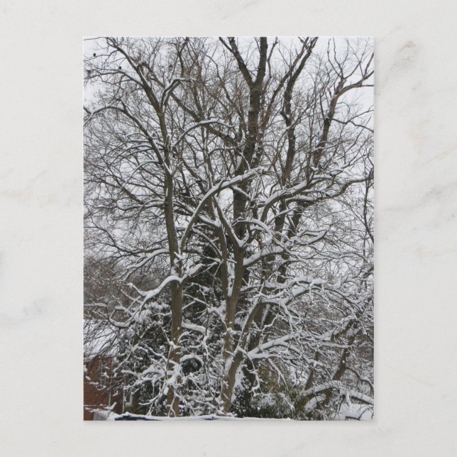 Snö-täckt Träd Vykort (Framsida)