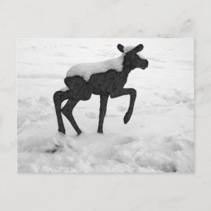 Snö täckte Baby Moose Vykort