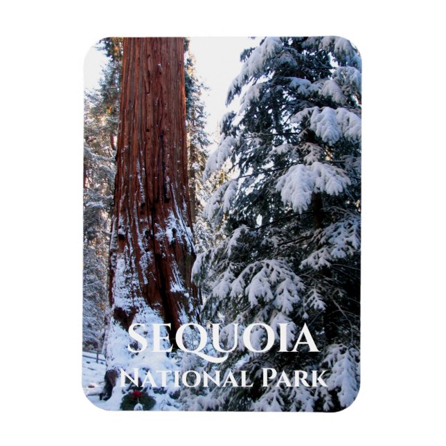 Snö täckte Boughs Winter Sequoia nationalpark Magnet (Vertikal)
