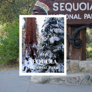 Snö täckte Boughs Winter Sequoia nationalpark Vykort