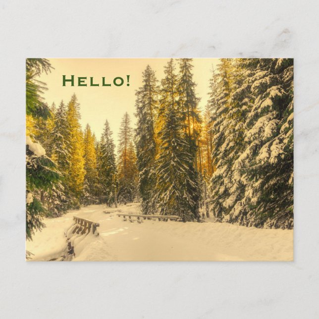 Snö täckte Gräs Träd Forest Nature Foto Hej Vykort (Framsida)