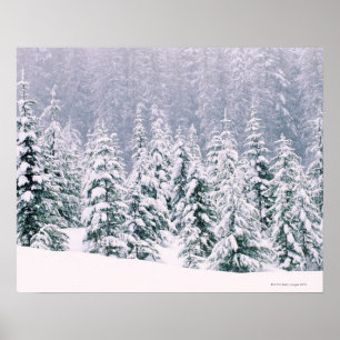 Snö täckte gräs träd poster
