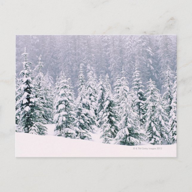 Snö täckte gräs träd vykort (Framsida)