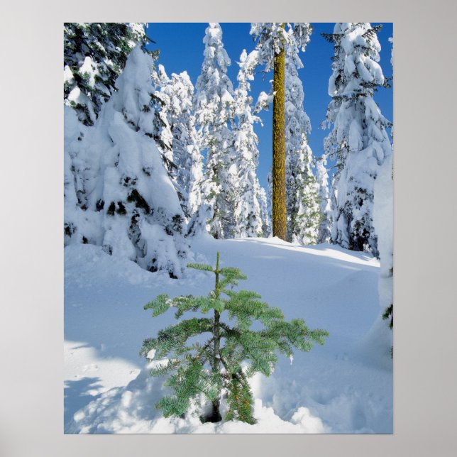 Snö täckte skogen i Oregon Poster (Framsidan)