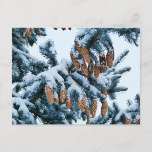 Snö täckte Spruce Boughs and Pinecones Vykort