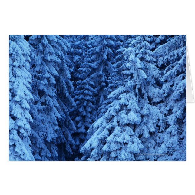 snö täckte träd hälsningskort (Framsidan Horizontal)