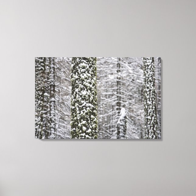 Snö täckte träd-trunkar i Yosemitalen - Canvastryck (Framsida)