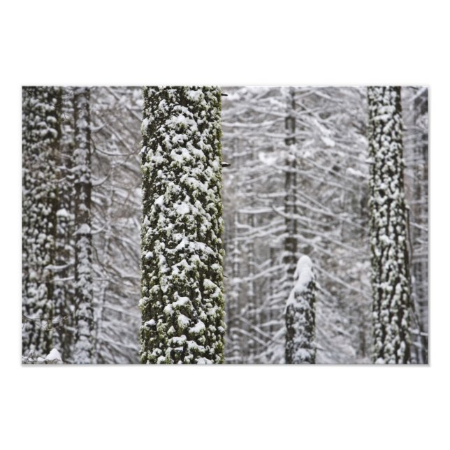 Snö täckte träd-trunkar i Yosemitalen - Fototryck (Framsidan)