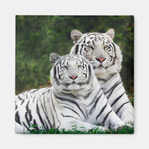 Snö Tiger Magnet