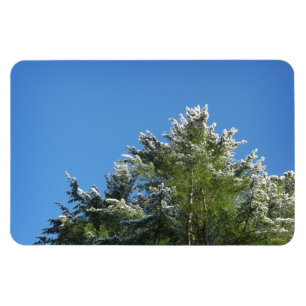 Snö-tippade Gräs Träd vid Blå himmel Magnet