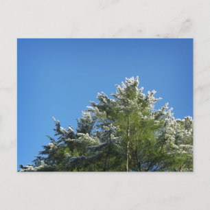 Snö-tippade Gräs Träd vid Blå himmel Vykort