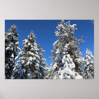 Snö top evergreen poster