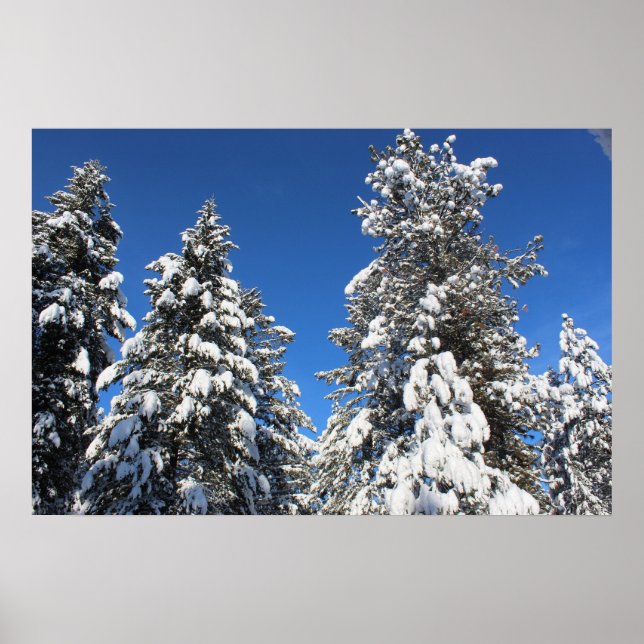 Snö top evergreen poster (Framsidan)