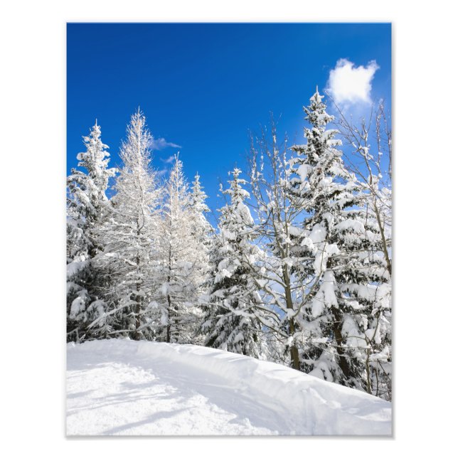 Snö träd under ett tydligt blå himmel-foto fototryck (Framsidan)