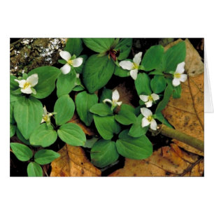 Snö trillium hälsningskort