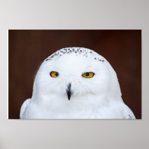 SNÖ UGGLA-FOTOGRAFI POSTER
