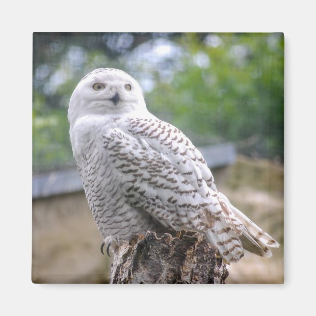 Snö uggla magnet (Framsidan)