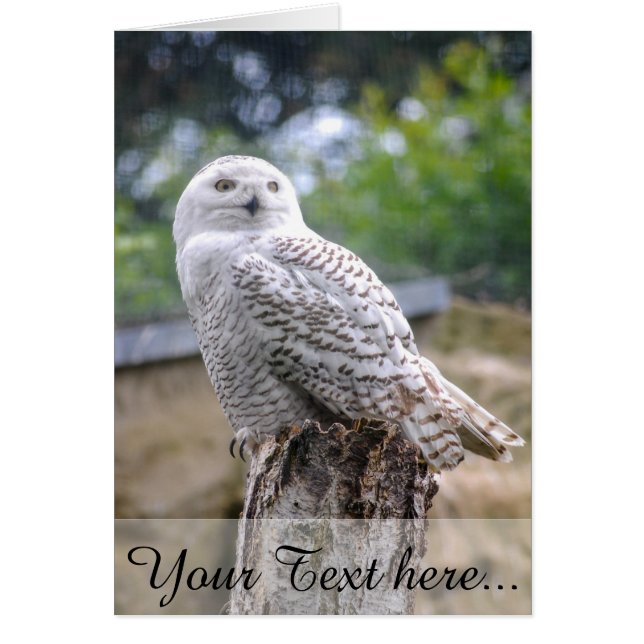 Snö uggla OBS kort (Framsidan)