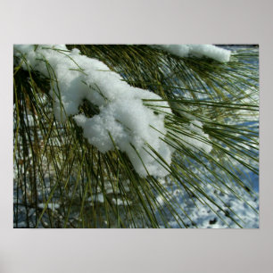 Snö vid Gräs Träd Gren Poster