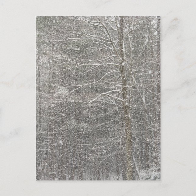 Snö Vykort (Framsida)