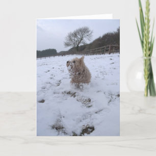 Snö Westie Helgkort