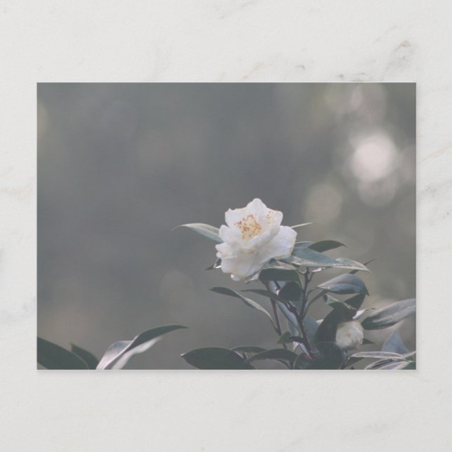 Snö White Camilla Vykort (Framsida)