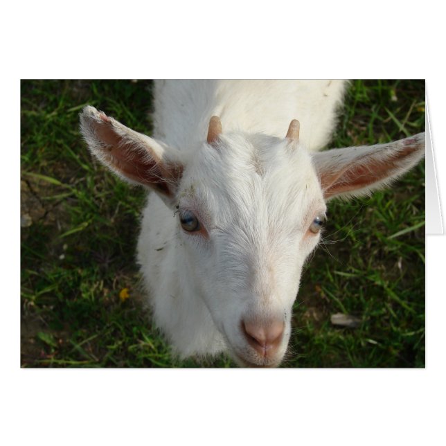 Snö White the Goat Hälsningskort (Framsidan Horizontal)