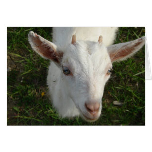 Snö White the Goat Hälsningskort