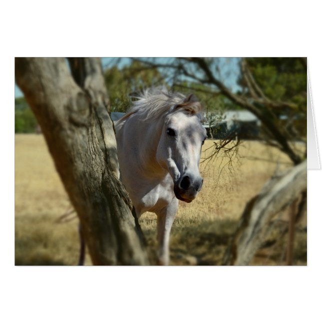 Snö White the Horse,_ Hälsningskort (Framsidan Horizontal)