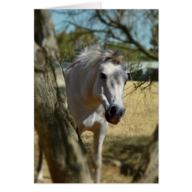 Snö White the Horse,_ Hälsningskort (Framsidan)