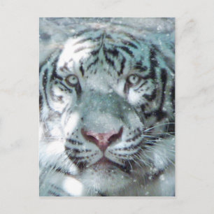 Snö White Tiger Vykort