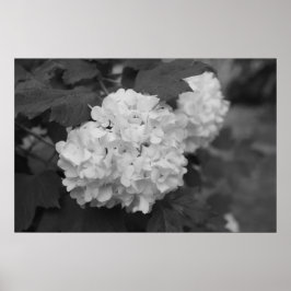 Snöboll i Vår Poster