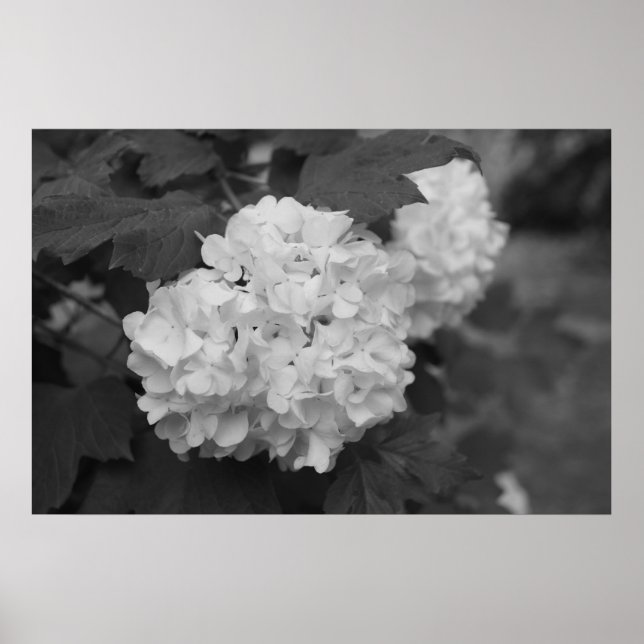 Snöboll i Vår Poster (Framsidan)