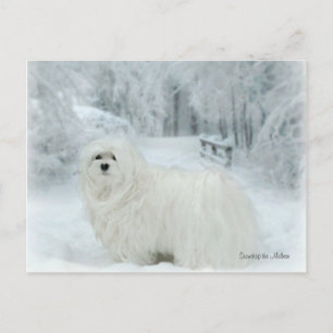 Snödroppa det maltesiska vykortet vykort
