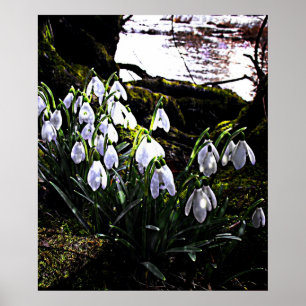 Snödroppar efter floden Hafren Print Poster