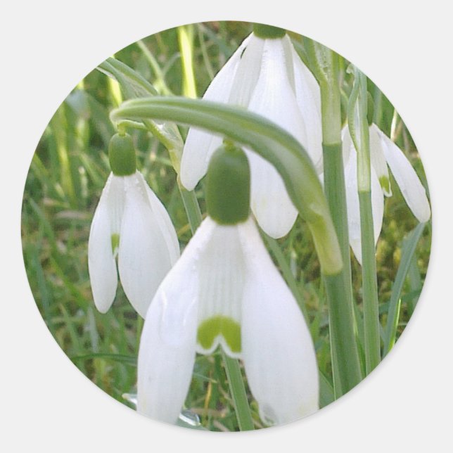Snödroppar, etikett (Framsida)