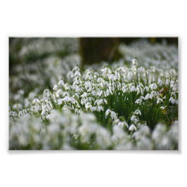 Snödroppar Fototryck