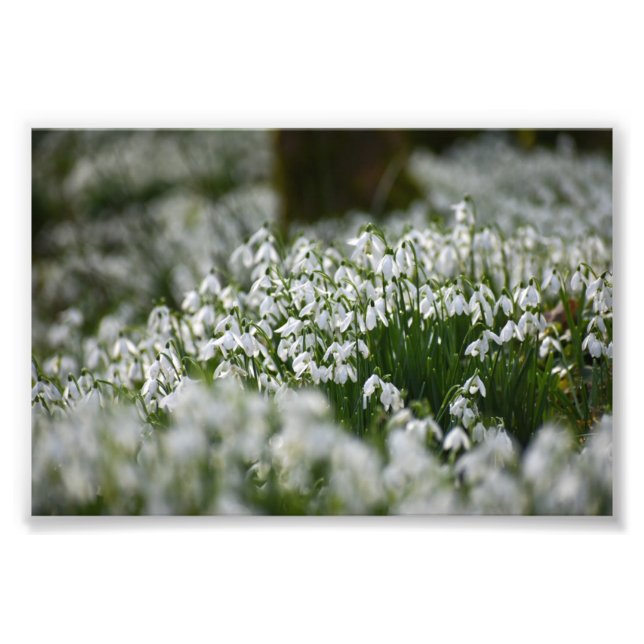 Snödroppar Fototryck (Framsidan)