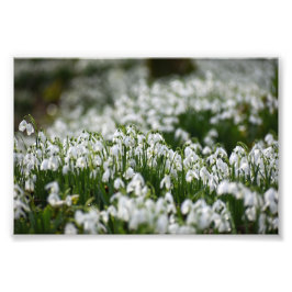 Snödroppar Fototryck