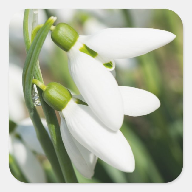 Snödroppar Fyrkantigt Klistermärke (Framsida)