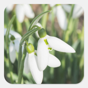 Snödroppar Fyrkantigt Klistermärke