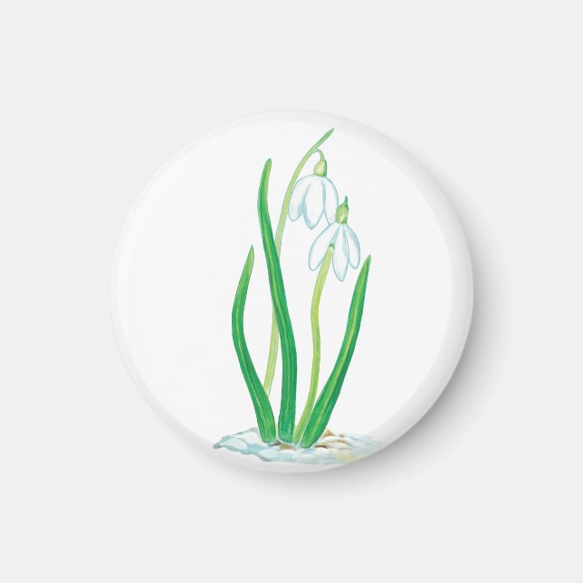 Snödroppar (Galanthus nivalis) Magnet (Framsidan)
