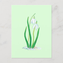 Snödroppar (Galanthus nivalis) Tidiga vårblommor Vykort