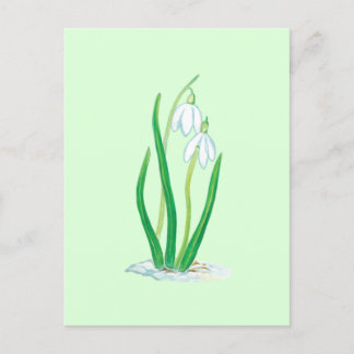 Snödroppar (Galanthus nivalis) Tidiga vårblommor Vykort