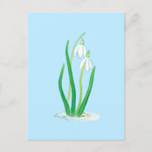 Snödroppar (Galanthus nivalis) Tidiga vårblommor