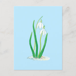 Snödroppar (Galanthus nivalis) Tidiga vårblommor Vykort