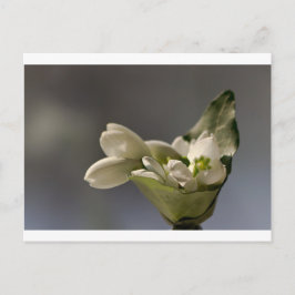 Snödroppar (Galanthus nivalis) Vykort