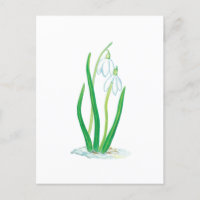 Snödroppar (Galanthus nivalis)